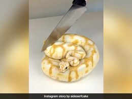 Wait, What? Viral Video Of Snake Cake Has The Internet Stunned