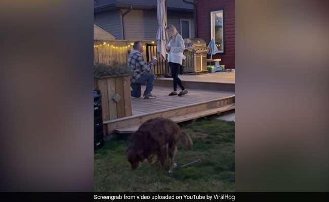 Party Pooper: Dog Ruins Romantic Proposal In ROFL Video