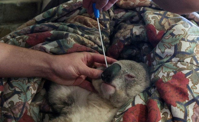 Australian Koalas Line Up For Chlamydia Vaccine In New Trial