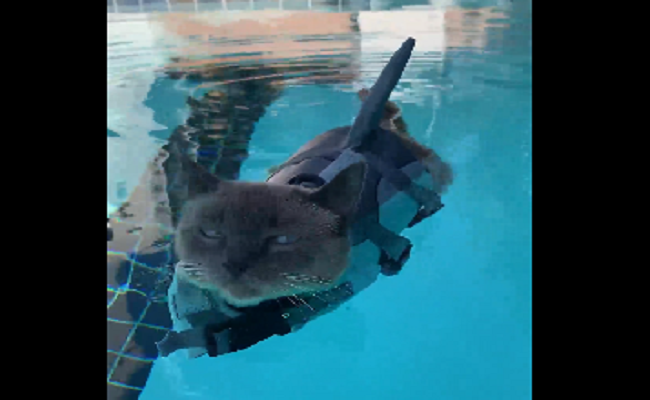 बिल्ली को मस्ती करते देख लोगों ने कहा- मौसी को पानी से प्रेम हो गया है!