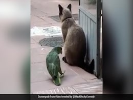 बिल्ली आराम से बैठी थी, उसकी पूंछ के साथ तोता ने की ऐसी हरकत, डरकर हवा में उछल गई बिल्ली - देखें Funny Video बिल्ली आराम से बैठी थी, उसकी पूंछ के साथ तोता ने की ऐसी हरकत, डरकर हवा में उछल गई बिल्ली - देखें Funny Video
