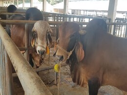 सांसद प्रज्ञा सिंह के विरोध के बाद MP सरकार ने सांडों के बधियाकरण का आदेश लिया वापस सांसद प्रज्ञा सिंह के विरोध के बाद MP सरकार ने सांडों के बधियाकरण का आदेश लिया वापस