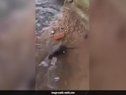 चूहे ने अपने डूबते हुए बच्चों की ऐसे बचाई जान, वायरल हुआ पुराना Video, देखकर पसीजा लोगों का दिल चूहे ने अपने डूबते हुए बच्चों की ऐसे बचाई जान, वायरल हुआ पुराना Video, देखकर पसीजा लोगों का दिल