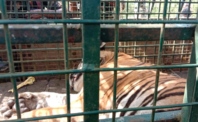 Elusive "Maneater" Tiger Captured Alive In Tamil Nadu's Nilgiris