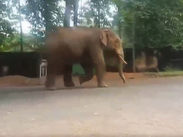 Watch: Wild Elephant Strolls Through Odisha Town