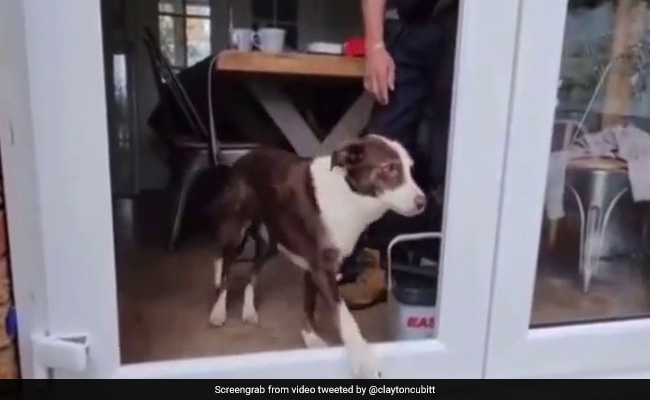 कुत्ता हुआ कन्फ्यूज, दरवाजे पर नहीं था शीशा फिर भी करने लगा ऐसी हरकत, Video देख आनंद महिंद्रा ने दी ये Business Tip