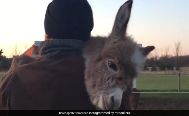 गधे को बच्चों की तरह गोद में लेकर शख्स सुना रहा था लोरी, Video देख आप भी हो जाएंगे इमोशनल