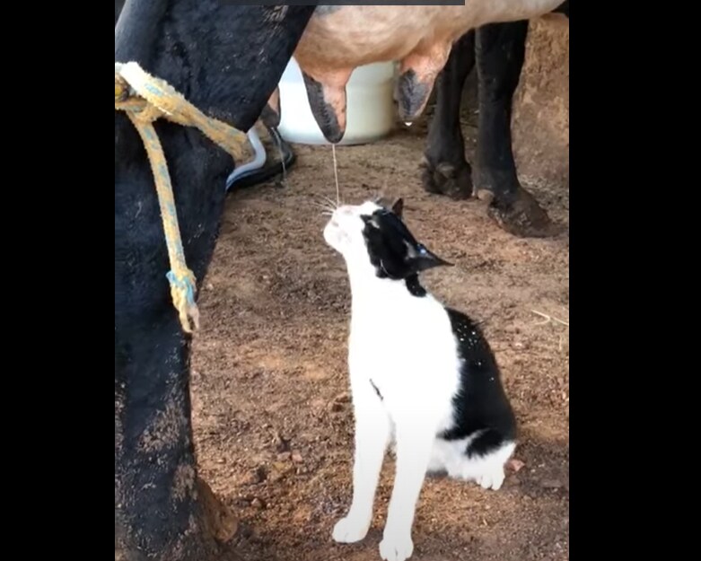 Viral Video: बिल्ली मौसी ने की गाय से दोस्ती, जमकर की दूध की पार्टी