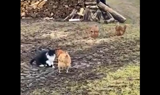 मुर्गियों की मार से बिल्ली मौसी हुई हैरान, परेशान होकर बचाई अपनी जान!