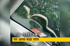 तेजी से दौड़ती गाड़ी की विंड स्क्रीन पर आया बड़ा सांप तेजी से दौड़ती गाड़ी की विंड स्क्रीन पर आया बड़ा सांप
