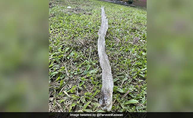 7.5-Feet-Long Snake Shed Its Skin. Forest Service Officer Shares Image