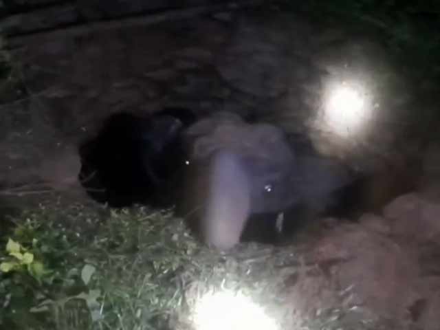 Elephant Rescued From Pit In Odisha Village