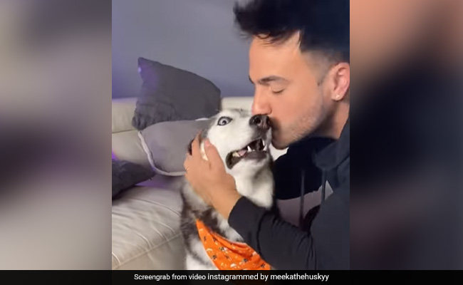 कुत्ते को आ रहा था गुस्सा, तो मालिक ने जबरदस्ती कर लिया Kiss, डॉगी के रिएक्शन ने जीता लोगों का दिल