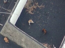 "Dogs Are Fine": Mystery Disappearance At Volcano Grips Spain "Dogs Are Fine": Mystery Disappearance At Volcano Grips Spain