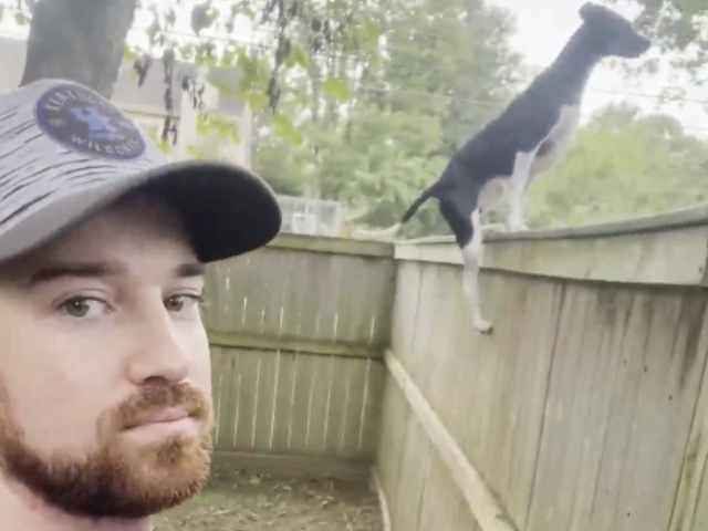 ज़मीन पर नहीं हवा में ऊंची-ऊंची छलांग लगाकर चलता है कुत्ता