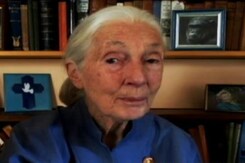 Disrespect Of Nature Led To Climate Change, Biodiversity Loss: Dr Jane Goodall Disrespect Of Nature Led To Climate Change, Biodiversity Loss: Dr Jane Goodall