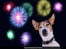 Pets Care : दिवाली है आने वाली, कहीं पटाखों से डर ना जाए आपका पालतू, जरूरी है इन बातों का रखें ध्यान Pets Care : दिवाली है आने वाली, कहीं पटाखों से डर ना जाए आपका पालतू, जरूरी है इन बातों का रखें ध्यान