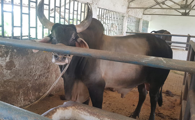 महाराष्ट्र में फिर से हो सकेगी बुल रेस, सुप्रीम कोर्ट ने 4 साल बाद दी सशर्त इजाजत