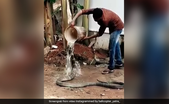 कोबरा को पहले शख्स ने बाल्टी भरकर पिलाया पानी, फिर खूब नहलाया, Video देखकर खड़े हो जाएंगे रोंगटे