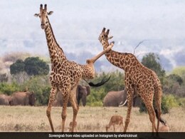 आपस में भिड़ गए दो जिराफ, दोनों के बीच हुई जबरदस्त Fight, एक-दूसरे को गर्दन पर मारी लात, वायरल हुई तस्वीरें आपस में भिड़ गए दो जिराफ, दोनों के बीच हुई जबरदस्त Fight, एक-दूसरे को गर्दन पर मारी लात, वायरल हुई तस्वीरें