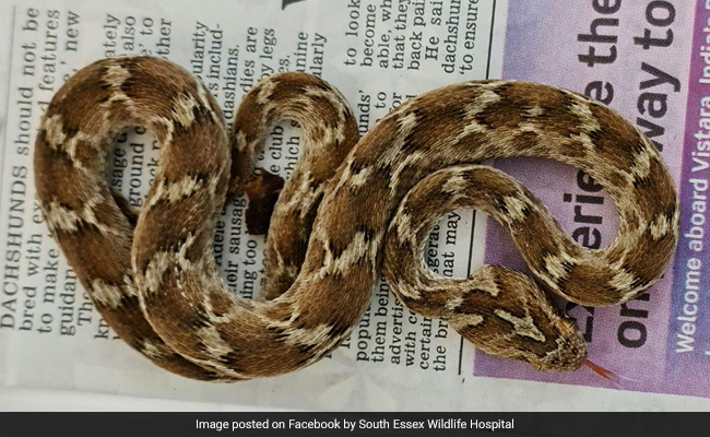 Deadly Viper Travels From India To UK Hidden In Container Of Rocks