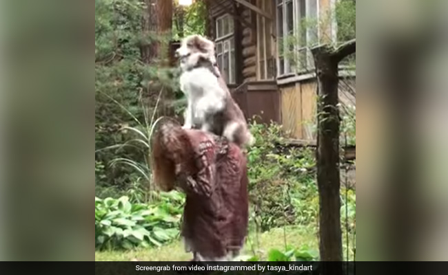 कुत्ते ने मालकिन की पीठ पर बैठकर किया मजेदार डांस, दिखाए जबरदस्त डांस मूव्स, लोग बोले- Amazing - देखें Video कुत्ते ने मालकिन की पीठ पर बैठकर किया मजेदार डांस, दिखाए जबरदस्त डांस मूव्स, लोग बोले- Amazing - देखें Video