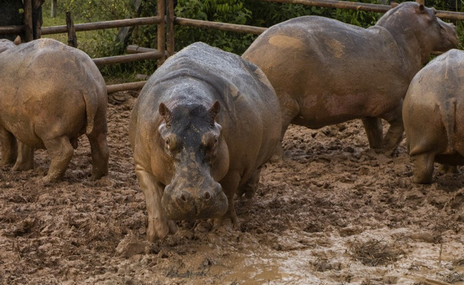 Pablo Escobar's Pet Hippos To Be Culled By Colombia