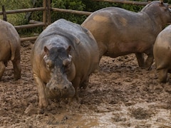 Colombia To Euthanise Pablo Escobar's Hippos Under $1.98 Million Programme