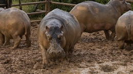 Colombia To Euthanise Pablo Escobar's Hippos Under $1.98 Million Programme