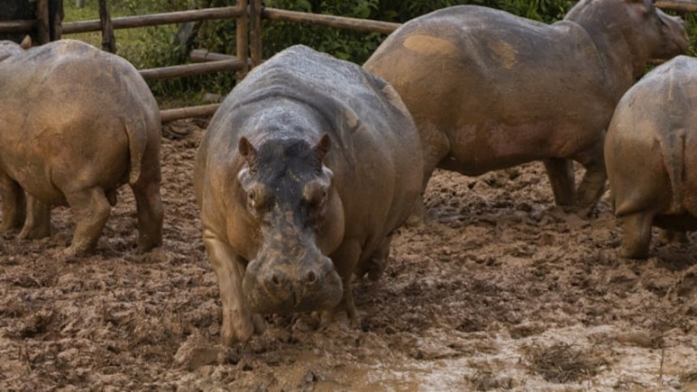 Colombia To Euthanise Pablo Escobar's Hippos Under $1.98 Million Programme