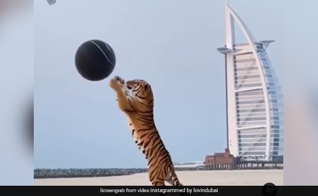 Viral Video: Tiger Used In Gender Reveal Party Sparks Outrage