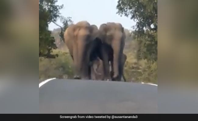 हाथी के बच्चे को घेरकर सड़क पर चल रहा था हाथियों का झुंड, लोग बोले- इसे मिली है Z+++ सुरक्षा - देखें Video