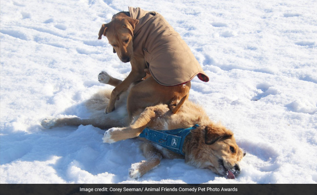 Funny Finalists From Comedy Pet Photo Awards 2021