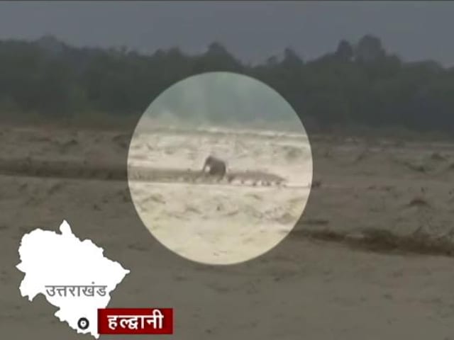 उत्तराखंड: भारी बारिश के बीच नदी के तेज बहाव में फंसा हाथी