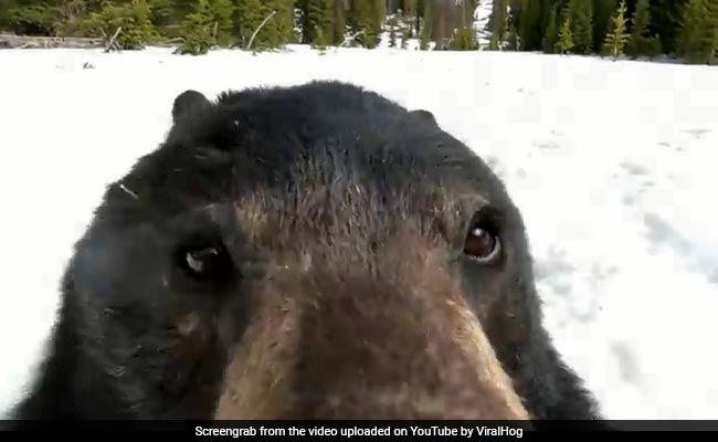 Watch: A Bear Gets Curious After Finding A GoPro Camera In Snow