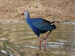 Kerala Farmers Ask Court To Declare Grey-Headed Swamphen As Vermin Kerala Farmers Ask Court To Declare Grey-Headed Swamphen As Vermin