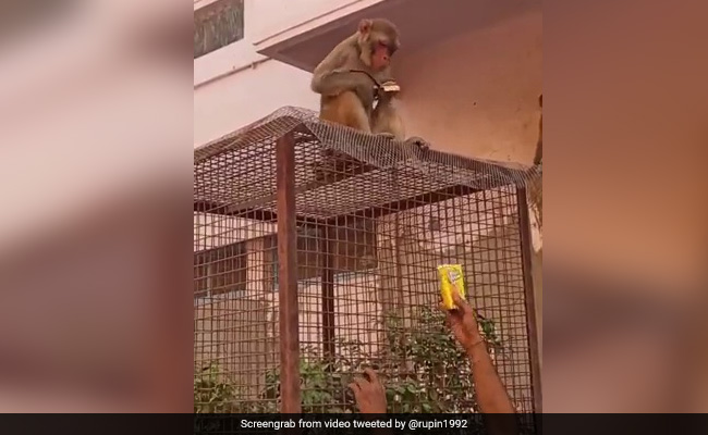 Monkey Runs Away With Man's Glasses. Watch How He Got Them Back