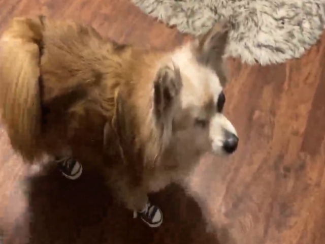 पैरों में जूते पहनकर डांस करता है ये डॉगी