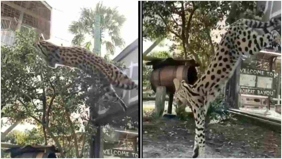 सबसे बेहतरीन कैच पकड़ने वाले इस जंगली बिल्ली के बारे में कितना जानते हैं आप?