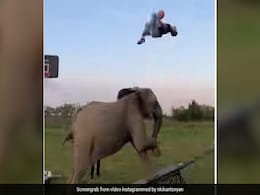हाथी के साथ Basket Ball खेल रहा था शख्स, तभी हाथी ने किया कुछ ऐसा, हवा में उछल गया शख्स और फिर... - देखें Funny Video हाथी के साथ Basket Ball खेल रहा था शख्स, तभी हाथी ने किया कुछ ऐसा, हवा में उछल गया शख्स और फिर... - देखें Funny Video