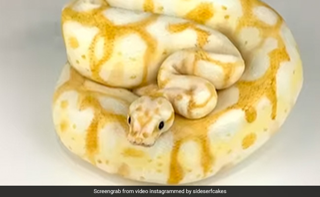 खतरनाक सांप नहीं ये केक है, पहली नज़र में इस Cake को देख डर गए लोग, वायरल हो रहा Video