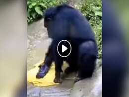 हमारी तरह साबुन से कपड़े धोता है ये चिम्पांज़ी, आज साबित हो गया कि ये हमारे पूर्वज थे हमारी तरह साबुन से कपड़े धोता है ये चिम्पांज़ी, आज साबित हो गया कि ये हमारे पूर्वज थे