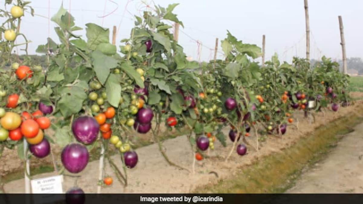 Wait, What? Brinjal And Tomato Growing In Same Plant In Varanasi See