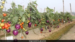 Wait, What? Brinjal And Tomato Growing In Same Plant In Varanasi - See Pics