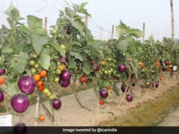 Wait, What? Brinjal And Tomato Growing In Same Plant In Varanasi - See Pics