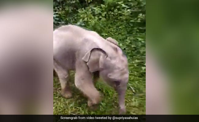 Watch: Baby Elephant Reunited With Mother After Rescue In Tamil Nadu