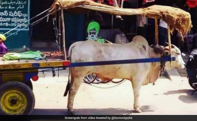 बैल को धूप से बचाने के लिए शख्स ने किया जबरदस्त जुगाड़, फोटो हुई वायरल, लोग बोले- एक खूबसूरत प्रयास