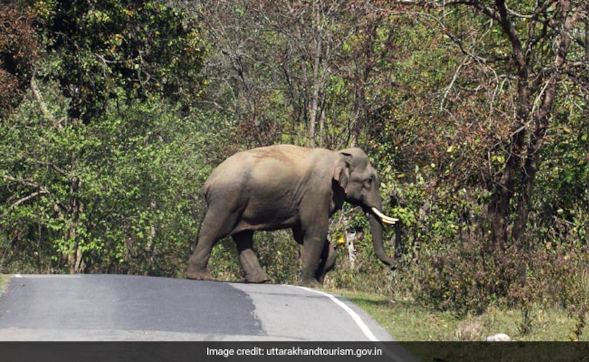 Road To Cut Through Rajaji National Park, Commercial Vehicles Won't Be Allowed