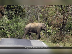 All-Weather Road To Cut Through Rajaji National Park, Commercial Vehicles Won't Be Allowed