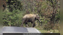 All-Weather Road To Cut Through Rajaji National Park, Commercial Vehicles Won't Be Allowed